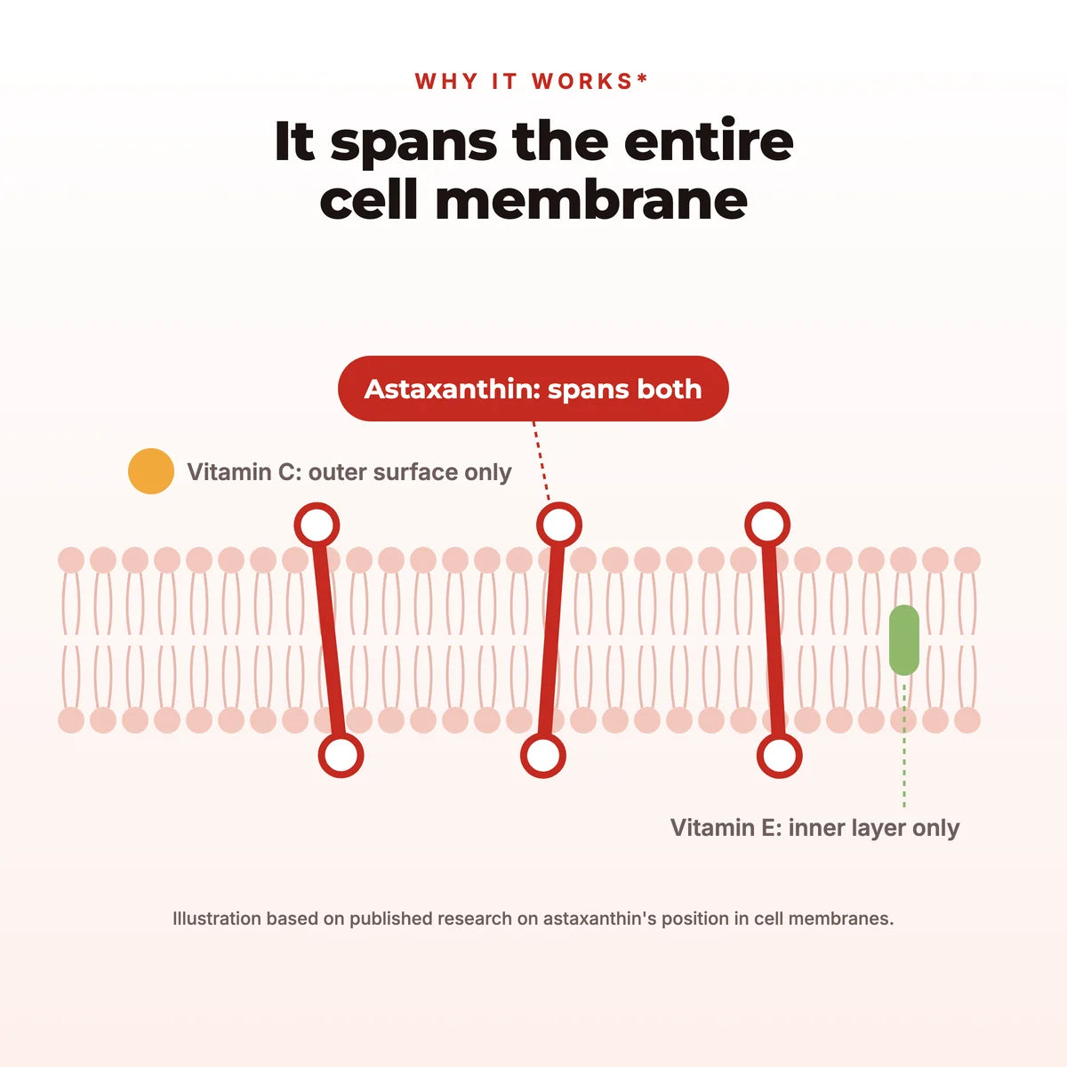 Illustration: astaxanthin spans both layers of the cell membrane, while vitamin C stays on the outer surface and vitamin E in the inner layer