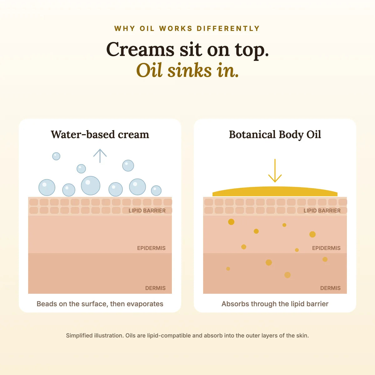 Illustration: water-based cream beads on the skin surface and evaporates, while botanical oil absorbs through the lipid barrier
